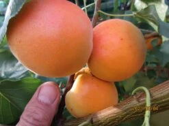 Säulen-Aprikose 'Armi-Col' -Günstiges Garten Zart Geschäft saeulen aprikose armi col m102676 658213 1