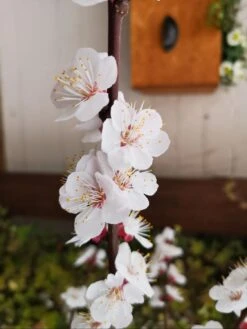 Säulen-Aprikose 'Armi-Col' -Günstiges Garten Zart Geschäft saeulen aprikose armi col m102676 758707 0