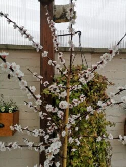 Säulen-Aprikose 'Armi-Col' -Günstiges Garten Zart Geschäft saeulen aprikose armi col m102676 758707 1