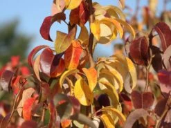 Säulen-Birne 'Condora' / 'Condo' -Günstiges Garten Zart Geschäft saeulen birne condora condo m091331 w 3