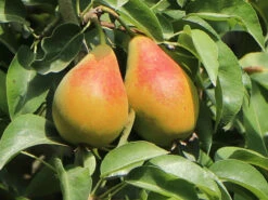 Säulen-Birne 'Obelisk' ®