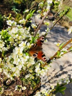 Säulen-Mirabelle 'Ruby' -Günstiges Garten Zart Geschäft saeulen mirabelle ruby m102435 983858 1