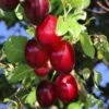 Säulen-Mirabelle 'Ruby' -Günstiges Garten Zart Geschäft saeulen mirabelle ruby m102435 h 0