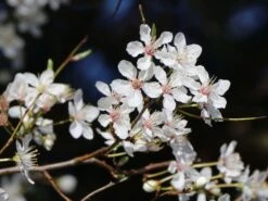 Säulen-Mirabelle 'Ruby' -Günstiges Garten Zart Geschäft saeulen mirabelle ruby m102435 w 0