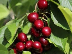 Säulen-Süßkirsche 'Celeste'