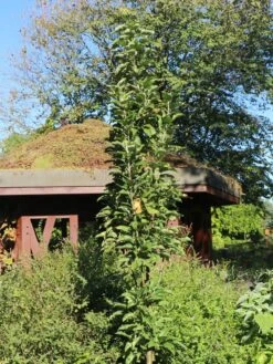 Säulenapfel 'Arbat' ® 7 Säulenapfel 'Arbat' ® -Günstiges Garten Zart Geschäft saeulenapfel arbat m006360 w 1