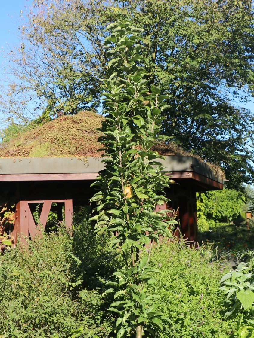 Säulenapfel 'Arbat' ® 5 Säulenapfel 'Arbat' ® – Bild 3