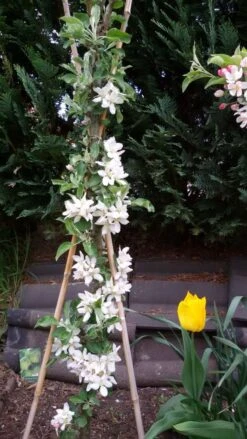 Säulenapfel Ballerina 'Bolero' ® -Günstiges Garten Zart Geschäft saeulenapfel ballerina bolero m008990 307684 0