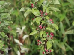 Säulenapfel Ballerina 'Bolero' ® -Günstiges Garten Zart Geschäft saeulenapfel ballerina bolero m008990 w 0