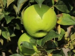 Säulenapfel Ballerina 'Bolero' ® -Günstiges Garten Zart Geschäft saeulenapfel ballerina bolero m008990 w 1