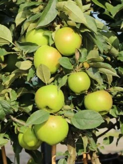 Säulenapfel Ballerina 'Bolero' ® -Günstiges Garten Zart Geschäft saeulenapfel ballerina bolero m008990 w 2