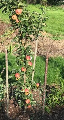 Säulenapfel Ballerina 'Flamenco' ® -Günstiges Garten Zart Geschäft saeulenapfel ballerina flamenco m008991 1030119 0