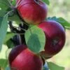 Säulenapfel Ballerina 'Flamenco' ® -Günstiges Garten Zart Geschäft saeulenapfel ballerina flamenco m008991 h 0