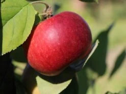 Säulenapfel Ballerina 'Flamenco' ® -Günstiges Garten Zart Geschäft saeulenapfel ballerina flamenco m008991 w 2