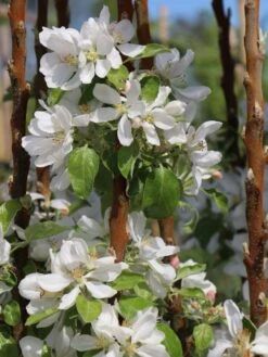 Säulenapfel Ballerina 'Flamenco' ® -Günstiges Garten Zart Geschäft saeulenapfel ballerina flamenco m008991 w 3