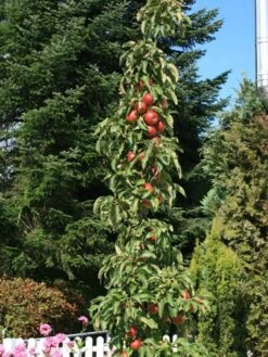 Säulenapfel Ballerina 'Flamenco' ® -Günstiges Garten Zart Geschäft saeulenapfel ballerina flamenco m008991 w 4