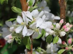 Säulenapfel Ballerina 'Flamenco' ® -Günstiges Garten Zart Geschäft saeulenapfel ballerina flamenco m008991 w 5