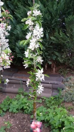 Säulenapfel Ballerina 'Polka' ® -Günstiges Garten Zart Geschäft saeulenapfel ballerina polka m008992 307684 0