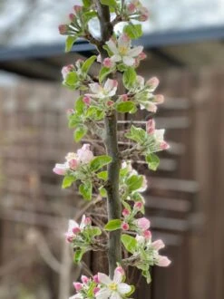 Säulenapfel Ballerina 'Polka' ® -Günstiges Garten Zart Geschäft saeulenapfel ballerina polka m008992 875179 0