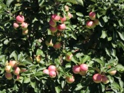 Säulenapfel Ballerina 'Polka' ® -Günstiges Garten Zart Geschäft saeulenapfel ballerina polka m008992 w 1