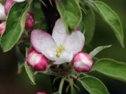 Säulenapfel Ballerina 'Waltz' ® -Günstiges Garten Zart Geschäft saeulenapfel ballerina waltz m008993 w 3