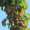 Säulenapfel 'Berbat' -Günstiges Garten Zart Geschäft saeulenapfel berbat m091318 h 0