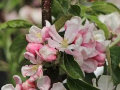 Säulenapfel 'Blue Moon' ® (S) -Günstiges Garten Zart Geschäft saeulenapfel blue moon s m106396 w 2