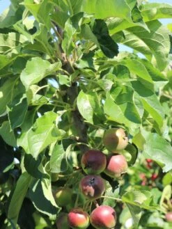 Säulenapfel 'Blue Moon' ® (S) -Günstiges Garten Zart Geschäft saeulenapfel blue moon s m106396 w 4