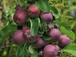 Säulenapfel 'Blue Moon' ® (S) -Günstiges Garten Zart Geschäft saeulenapfel blue moon s m106396 w 5