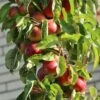 Säulenapfel 'Campanilo' ® Quattro -Günstiges Garten Zart Geschäft saeulenapfel campanilo quattro m091329 h 0