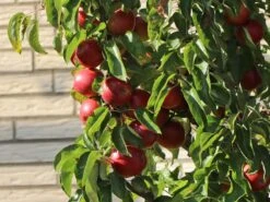 Säulenapfel 'Campanilo' ® Quattro -Günstiges Garten Zart Geschäft saeulenapfel campanilo quattro m091329 w 0