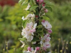 Säulenapfel 'Campanilo' ® Quattro -Günstiges Garten Zart Geschäft saeulenapfel campanilo quattro m091329 w 2