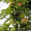 Säulenapfel 'Finn' ® -Günstiges Garten Zart Geschäft saeulenapfel finn m090123 h 0