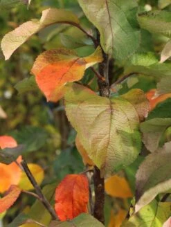 Säulenapfel 'Finn' ® -Günstiges Garten Zart Geschäft saeulenapfel finn m090123 w 0