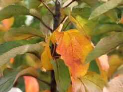 Säulenapfel 'Finn' ® -Günstiges Garten Zart Geschäft saeulenapfel finn m090123 w 1