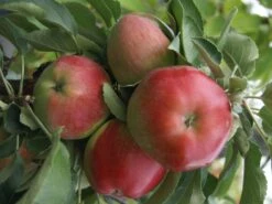 Säulenapfel 'Finn' ® -Günstiges Garten Zart Geschäft saeulenapfel finn m090123 w 2