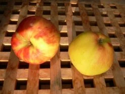 Säulenapfel 'Finn' ® -Günstiges Garten Zart Geschäft saeulenapfel finn m090123 w 3