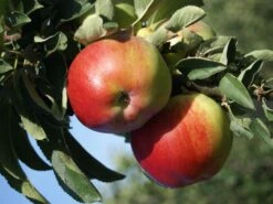 Säulenapfel 'Finn' ® -Günstiges Garten Zart Geschäft saeulenapfel finn m090123 w 4
