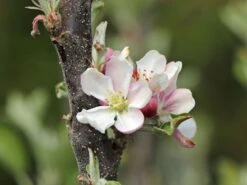 Säulenapfel 'Finn' ® -Günstiges Garten Zart Geschäft saeulenapfel finn m090123 w 5