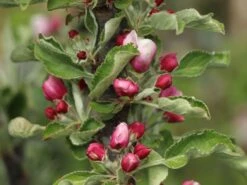 Säulenapfel 'Finn' ® -Günstiges Garten Zart Geschäft saeulenapfel finn m090123 w 6