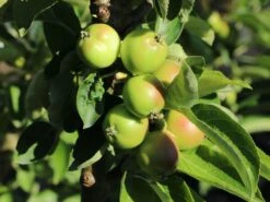 Säulenapfel 'Fire Dance' ® -Günstiges Garten Zart Geschäft saeulenapfel fire dance m091320 w 0