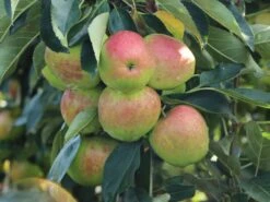 Säulenapfel 'Garden Fountain' ®
