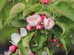 Säulenapfel 'Goldcats' -Günstiges Garten Zart Geschäft saeulenapfel goldcats m046462 w 1