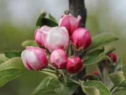 Säulenapfel 'Goldcats' -Günstiges Garten Zart Geschäft saeulenapfel goldcats m046462 w 2