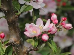 Säulenapfel 'Goldcats' -Günstiges Garten Zart Geschäft saeulenapfel goldcats m046462 w 3