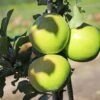Säulenapfel 'Greencats' ®
