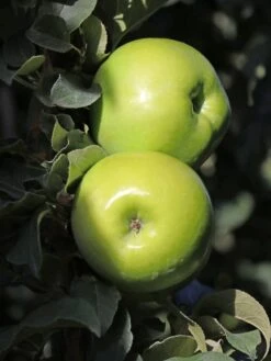 Säulenapfel 'Greencats' ® -Günstiges Garten Zart Geschäft saeulenapfel greencats m046446 w 0
