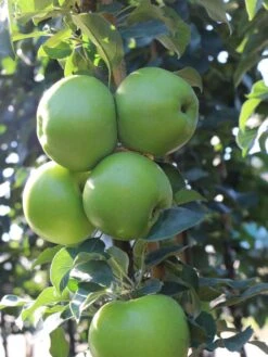 Säulenapfel 'Greencats' ® -Günstiges Garten Zart Geschäft saeulenapfel greencats m046446 w 1