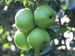 Säulenapfel 'Greencats' ® -Günstiges Garten Zart Geschäft saeulenapfel greencats m046446 w 3