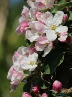 Säulenapfel 'Greencats' ® -Günstiges Garten Zart Geschäft saeulenapfel greencats m046446 w 4